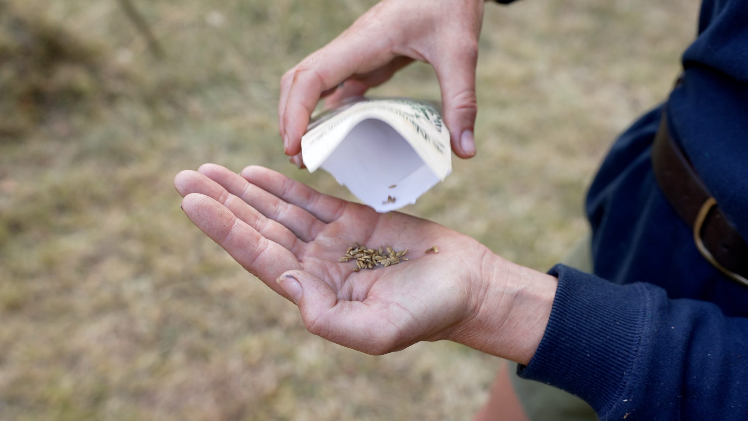 Pouring wildflower seeds into hand