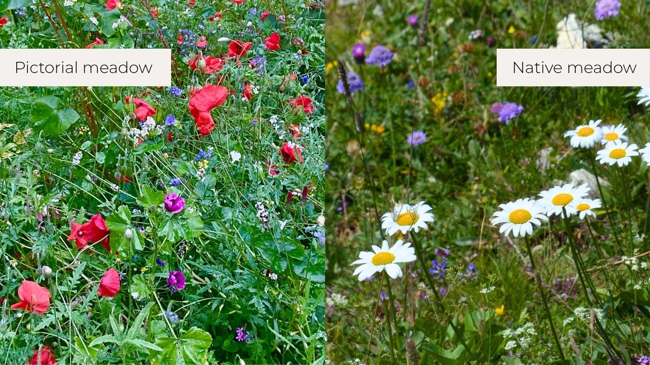 Pictorial meadow vs native meadow