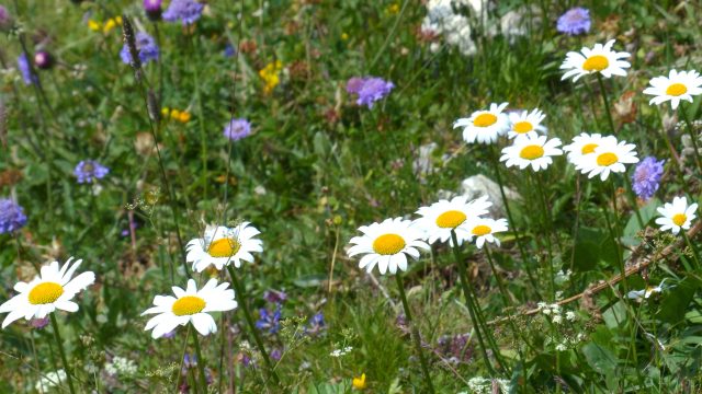 native perennial wildflower meadow