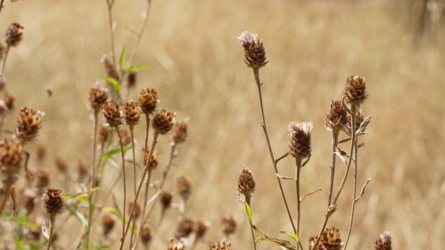 Wildflower meadow gone to seed