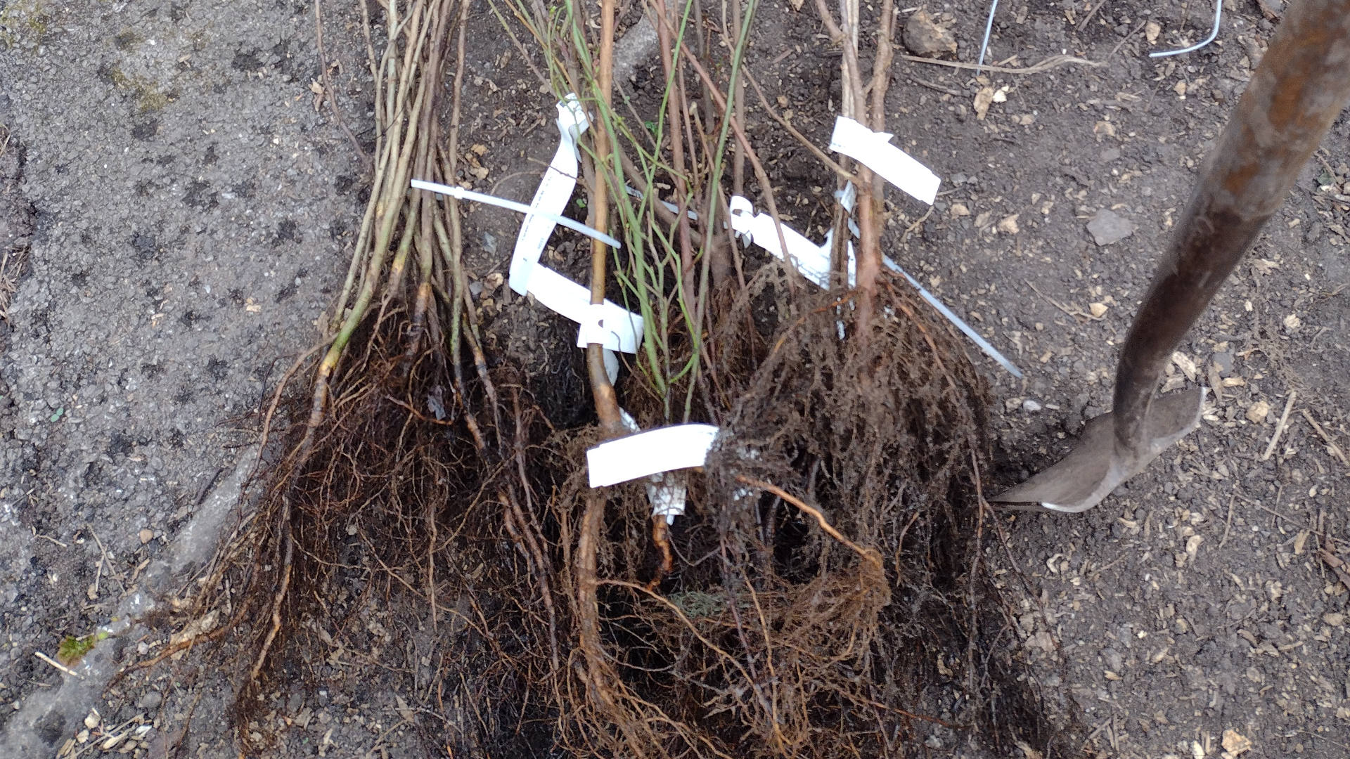 Bare root hedging