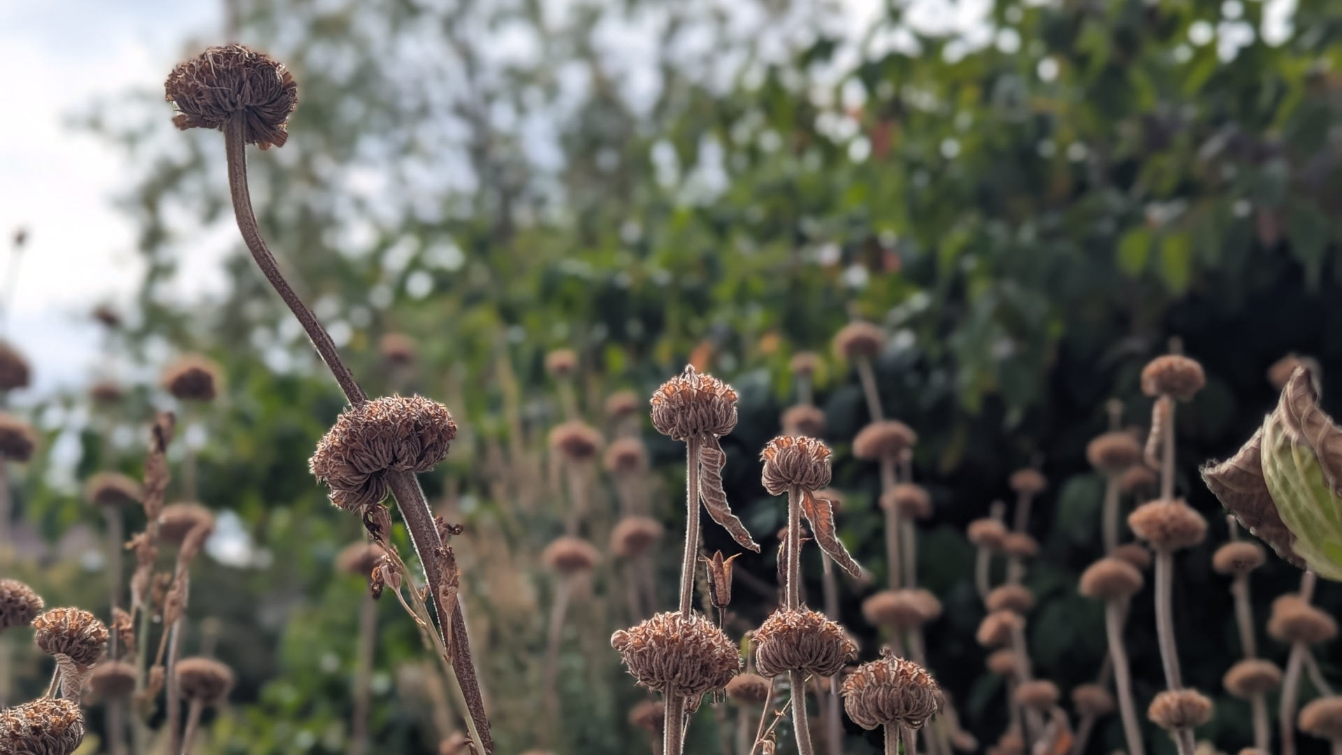 Beautiful dead stems