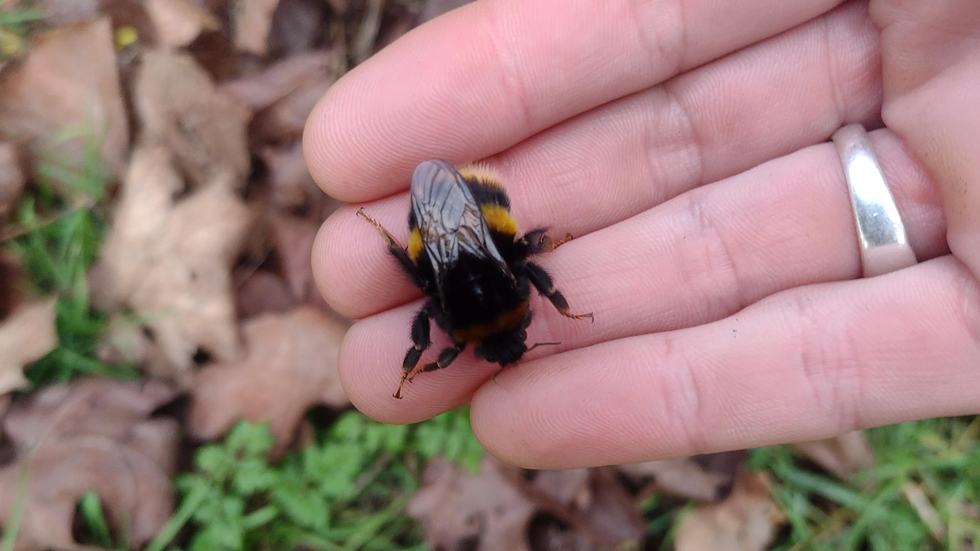 Bumblebee queen in hand