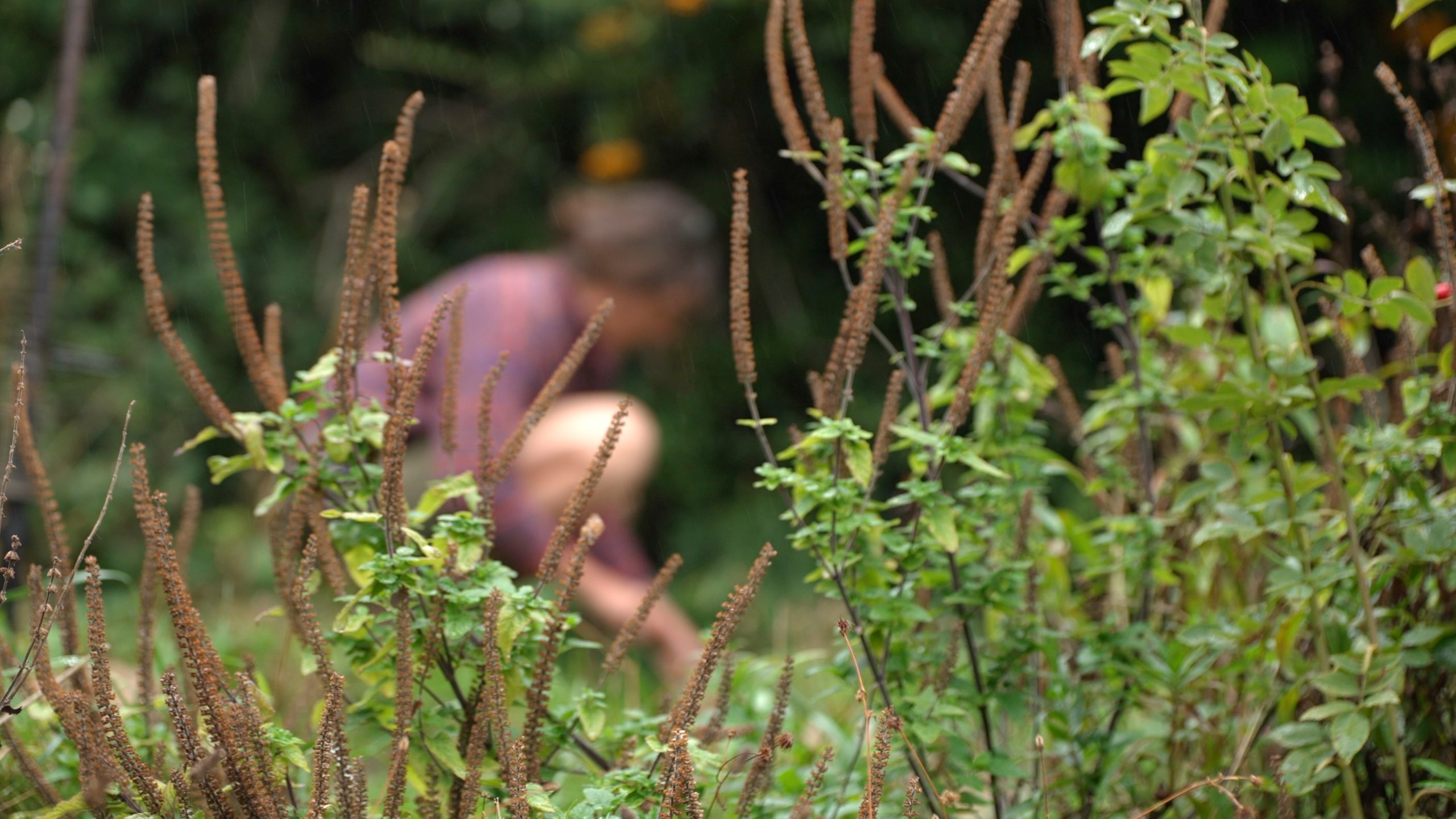 Ellie gardening behind stems
