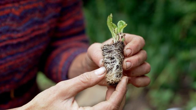 Hands holding a plug plant
