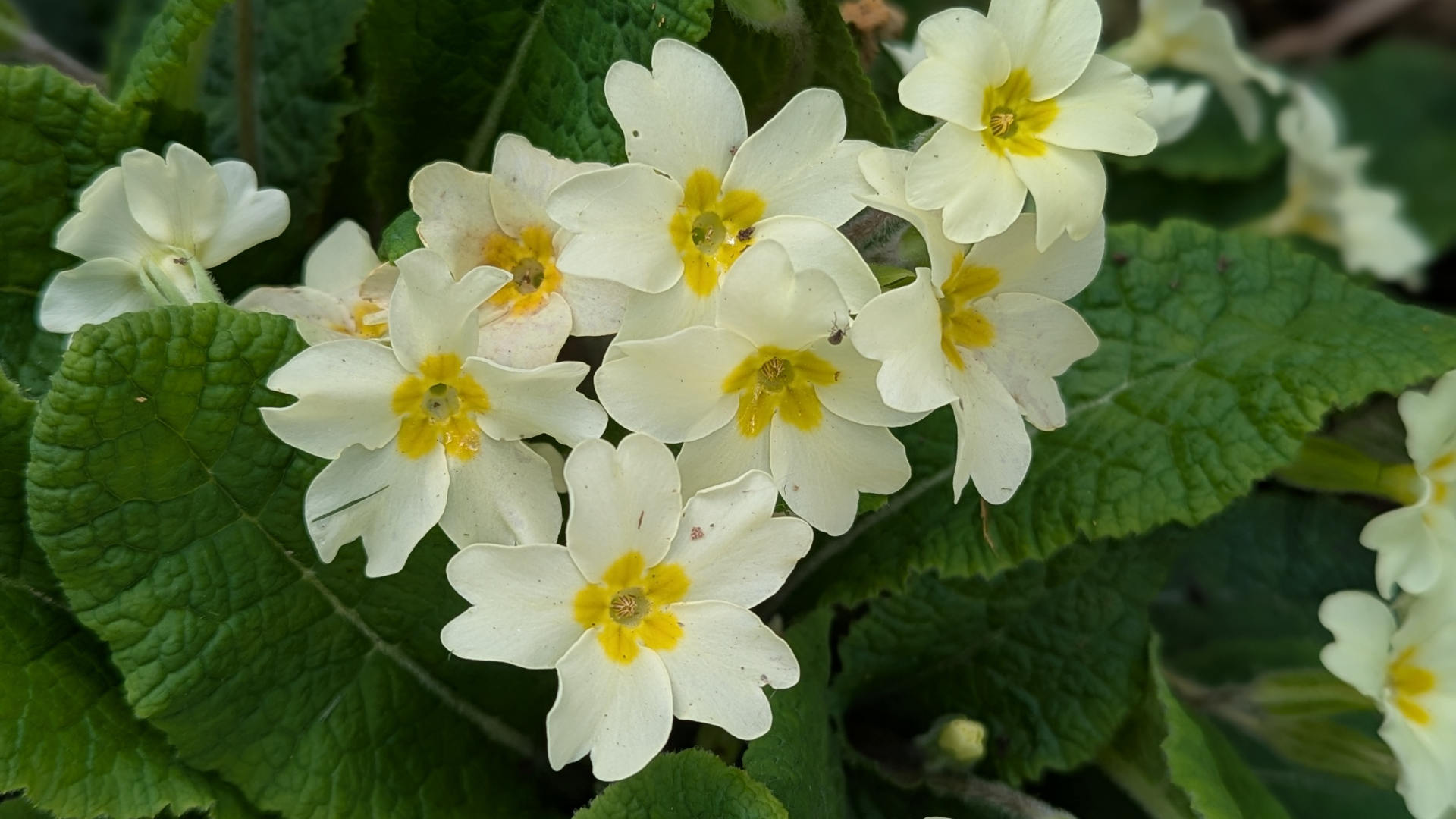 Primroses as ground cover