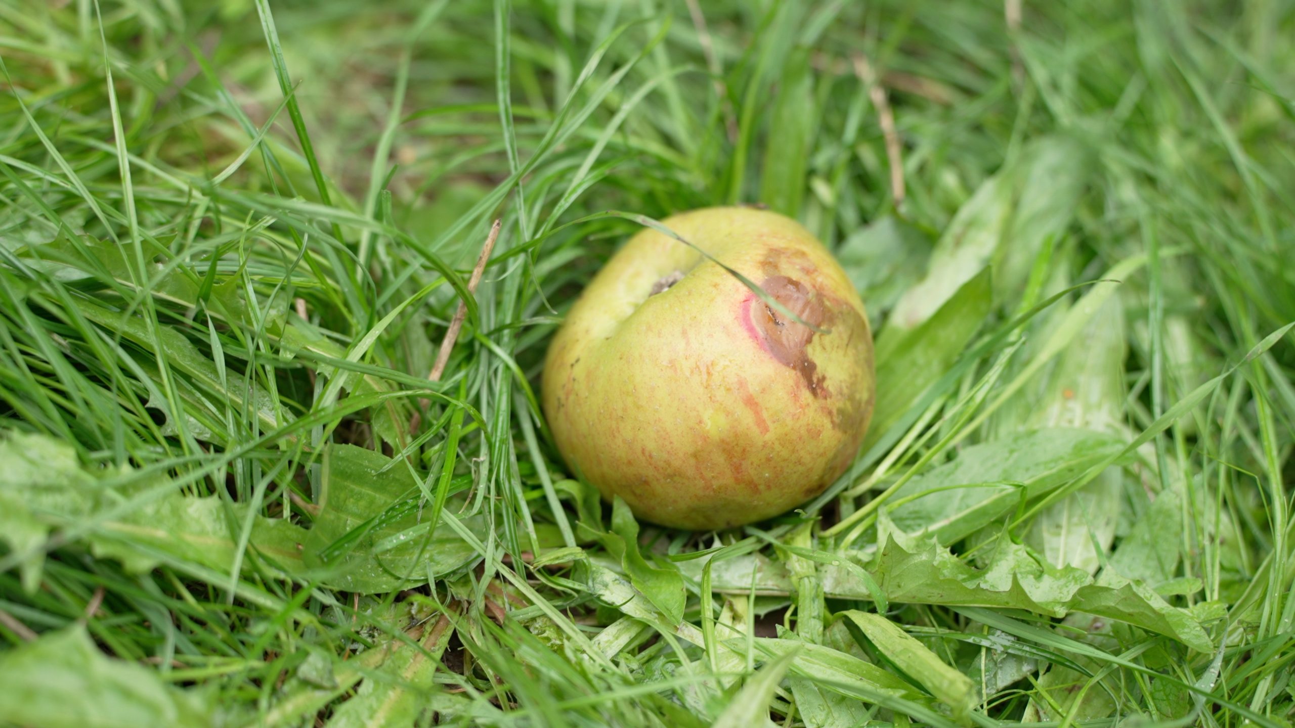 A fallen apple on grass