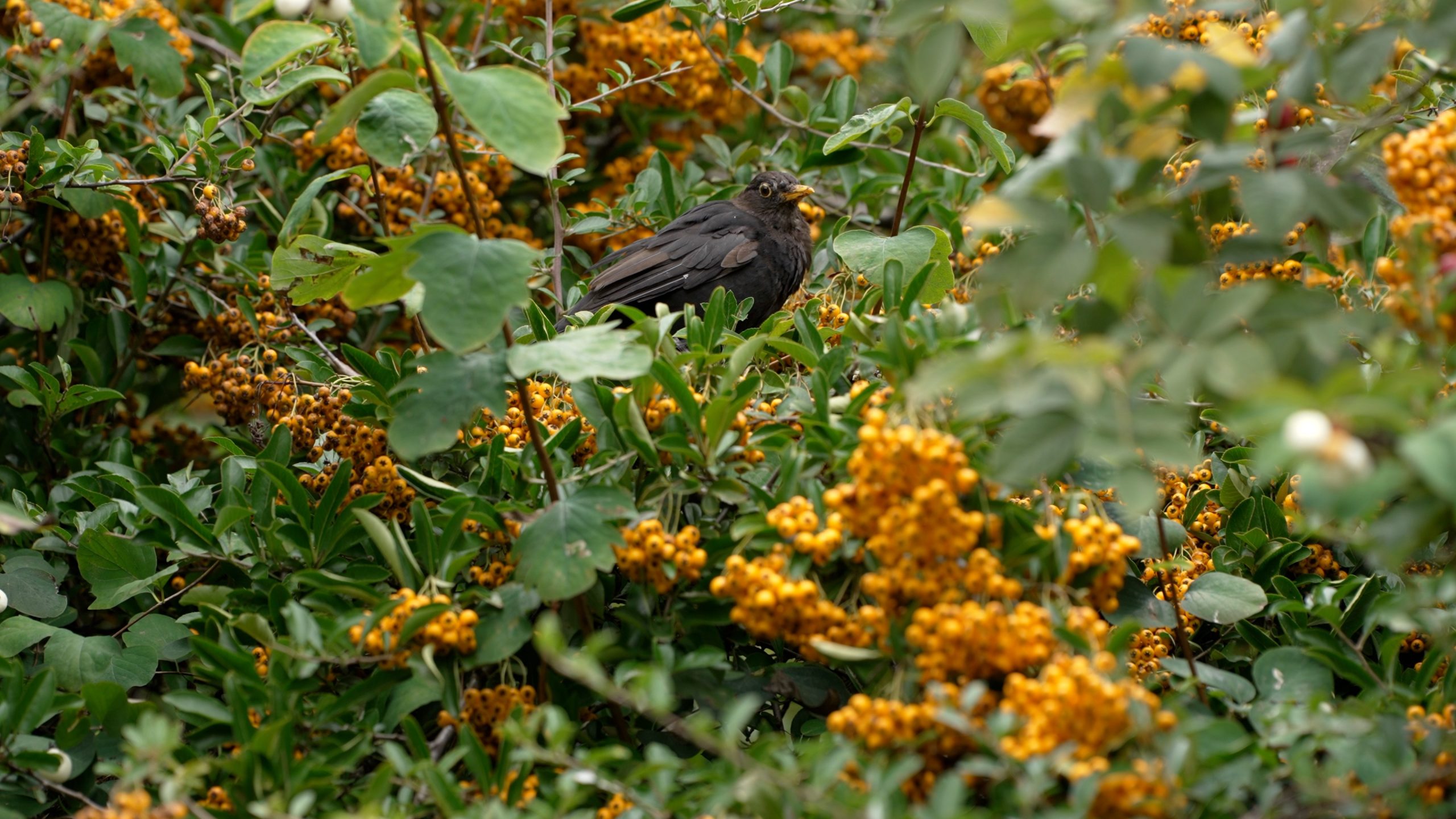 Male blackbird in pyracantha