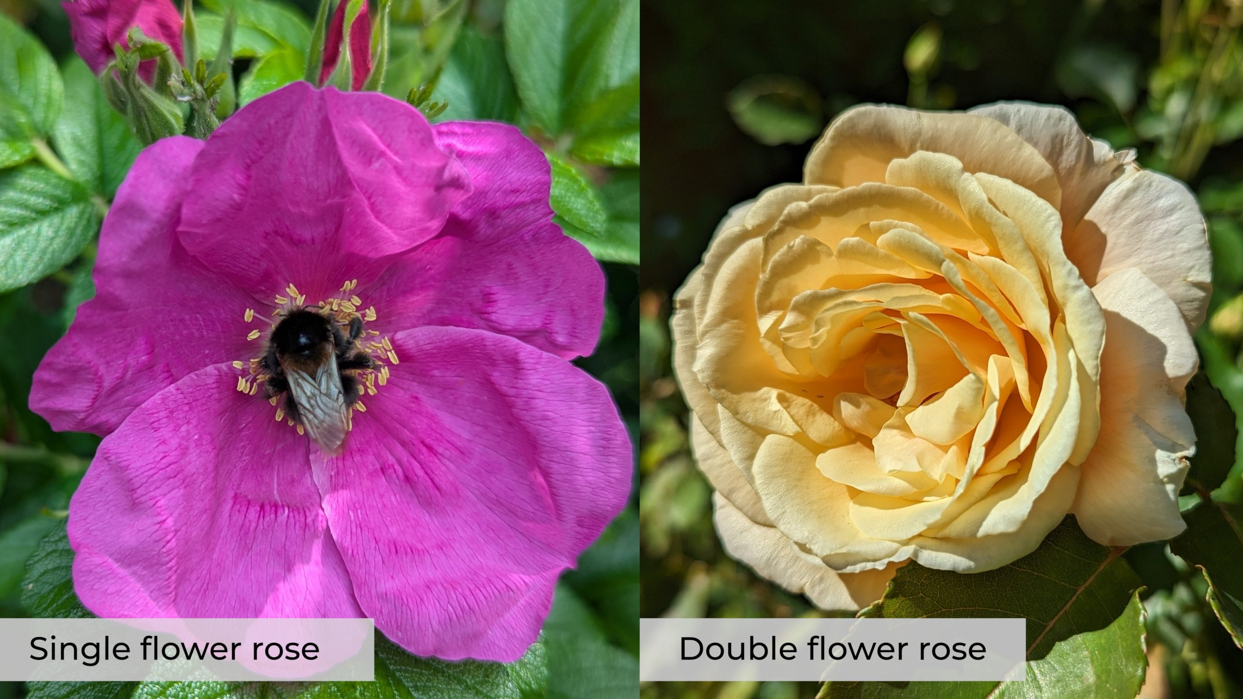 Single flower with bee next to double flower