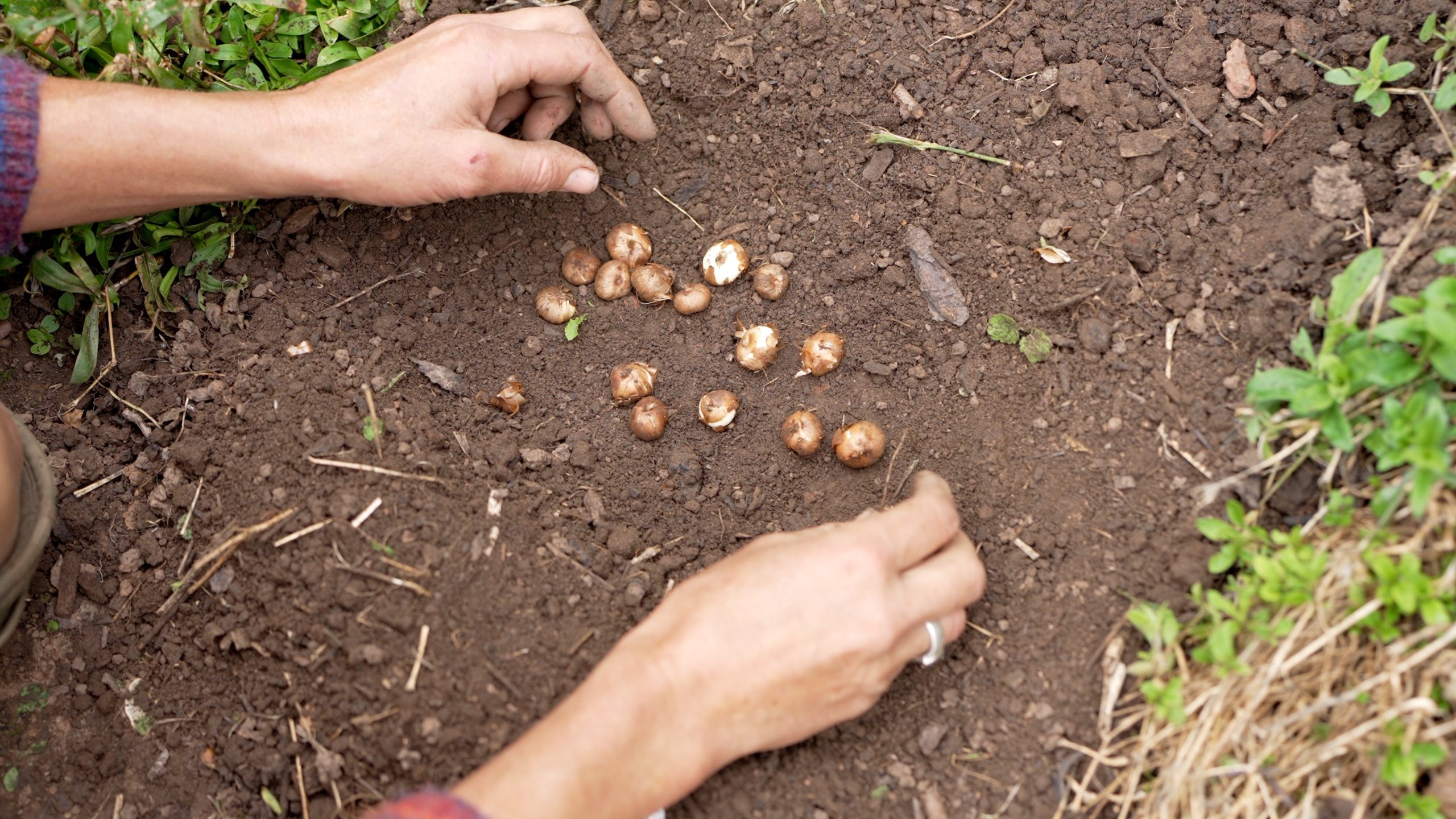 Crocus bulbs on soil